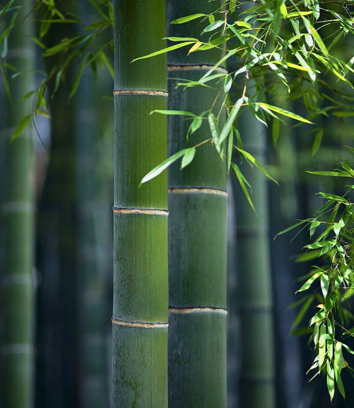 Ningguo Kuntai Bamboo and Wood Co.,Ltd.